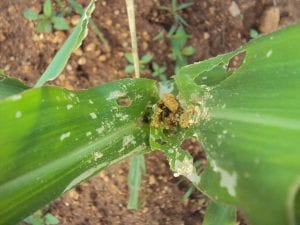Maize plant with evident damage from the Fall Armyworm