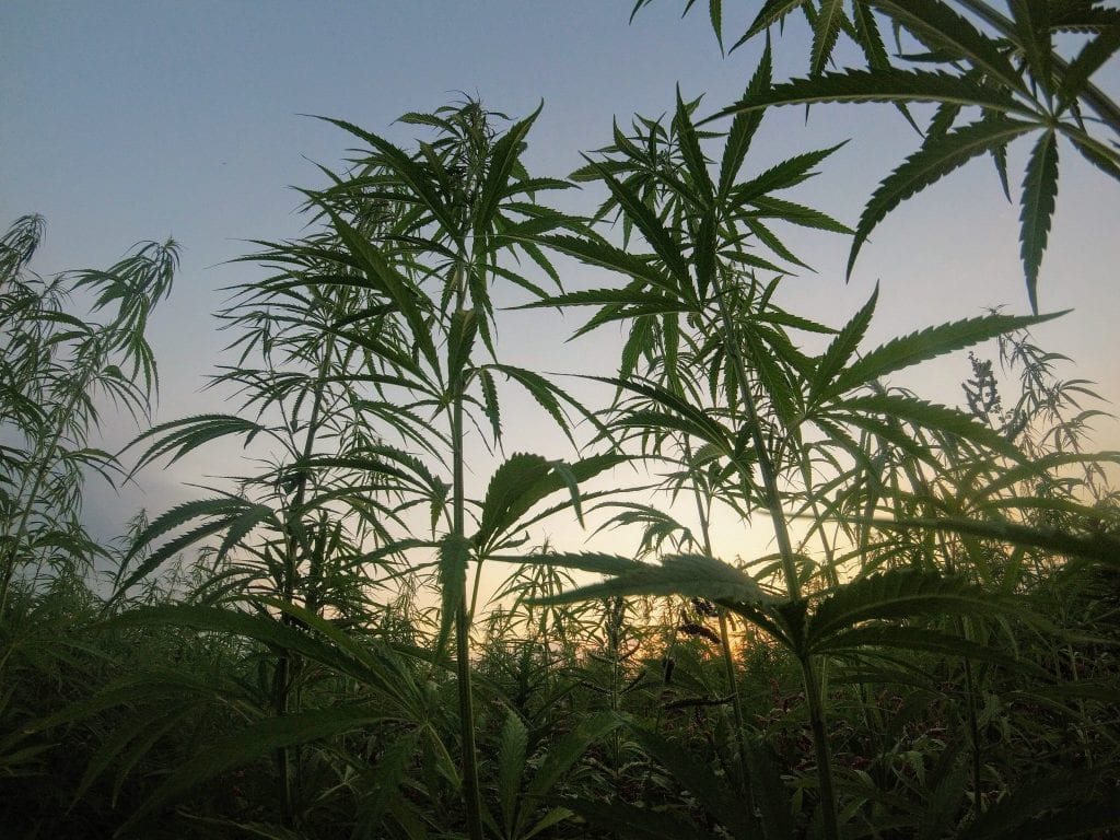 The Benefits of hemp: a hemp farm at dawn