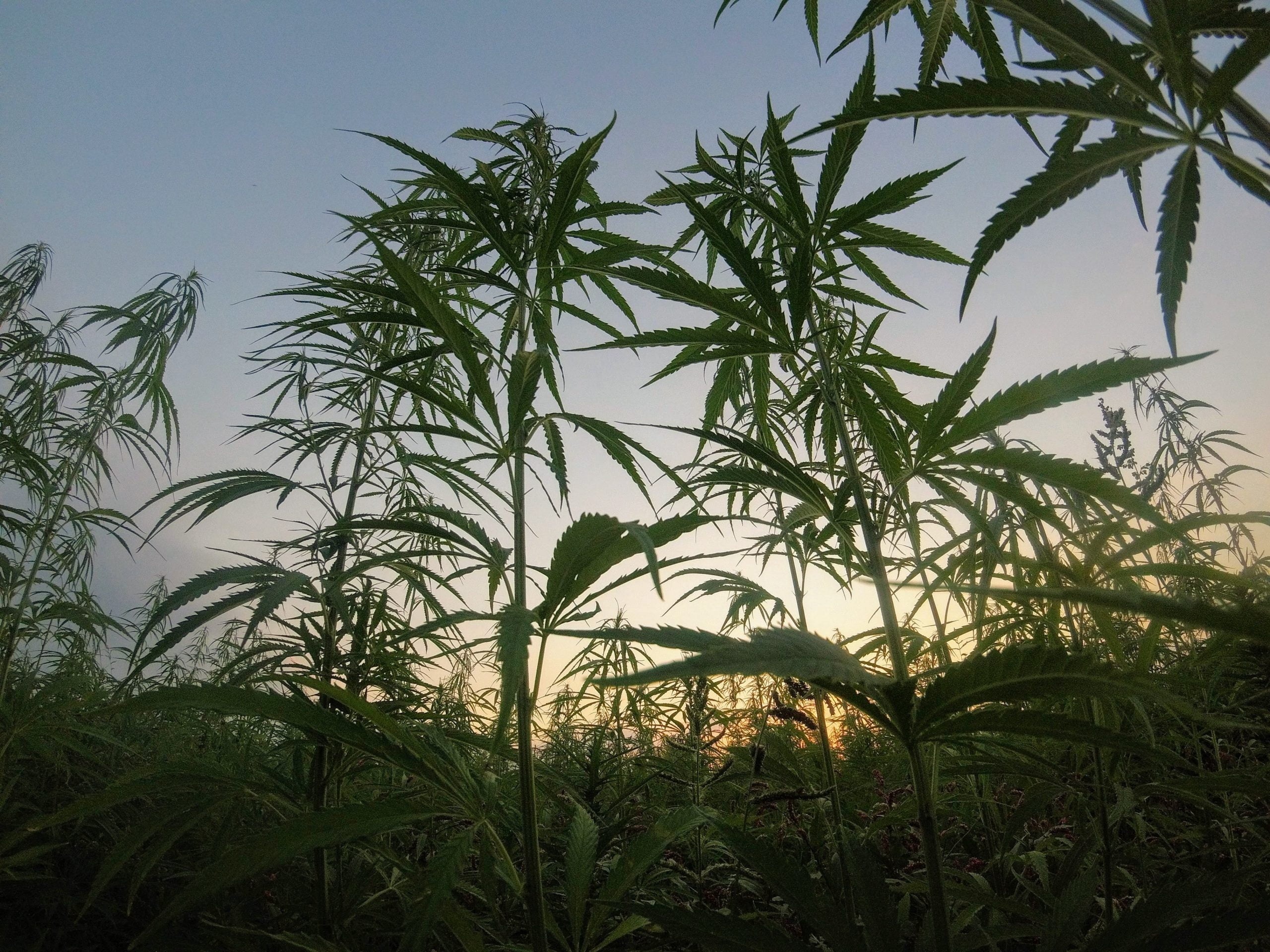 Food Security vs Legalising Cannabis