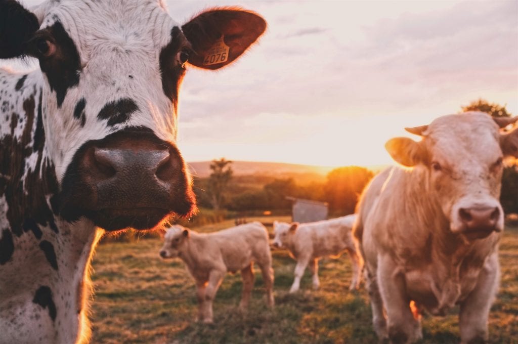 Dairy cattle, a prime issue in Sustainability In The Food Industry