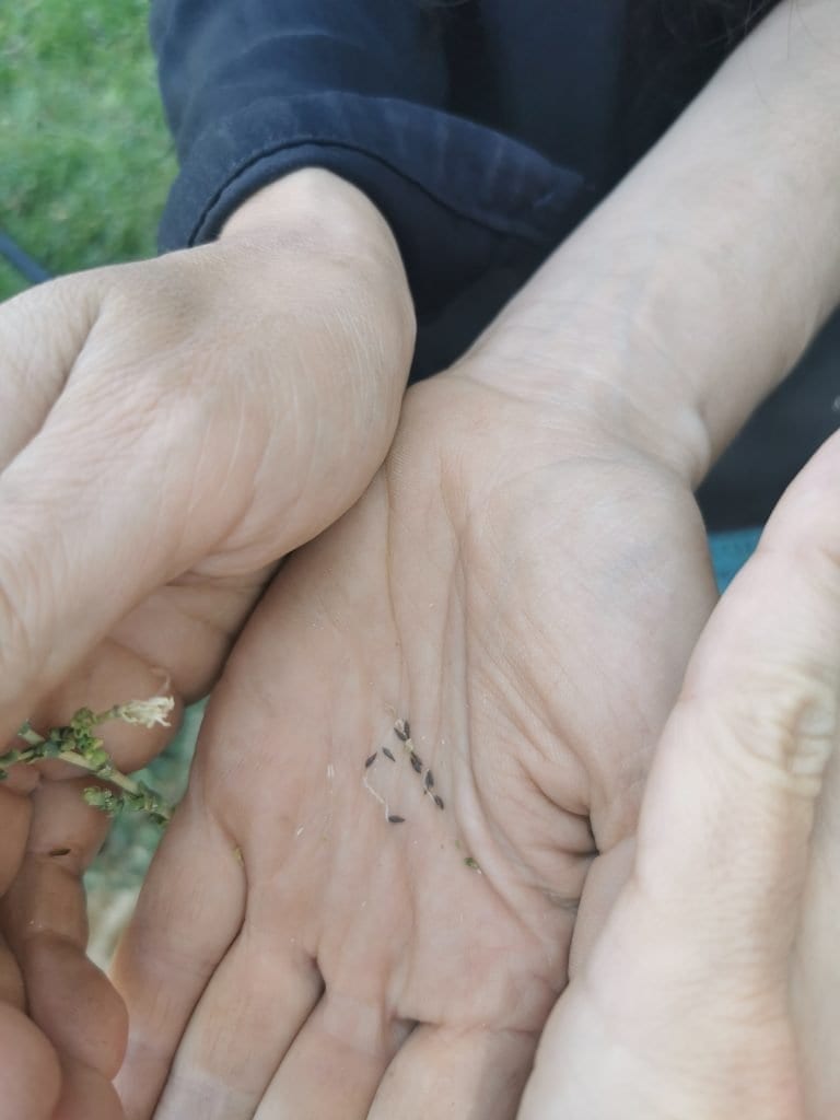 black celery seeds sitting in a person's palm