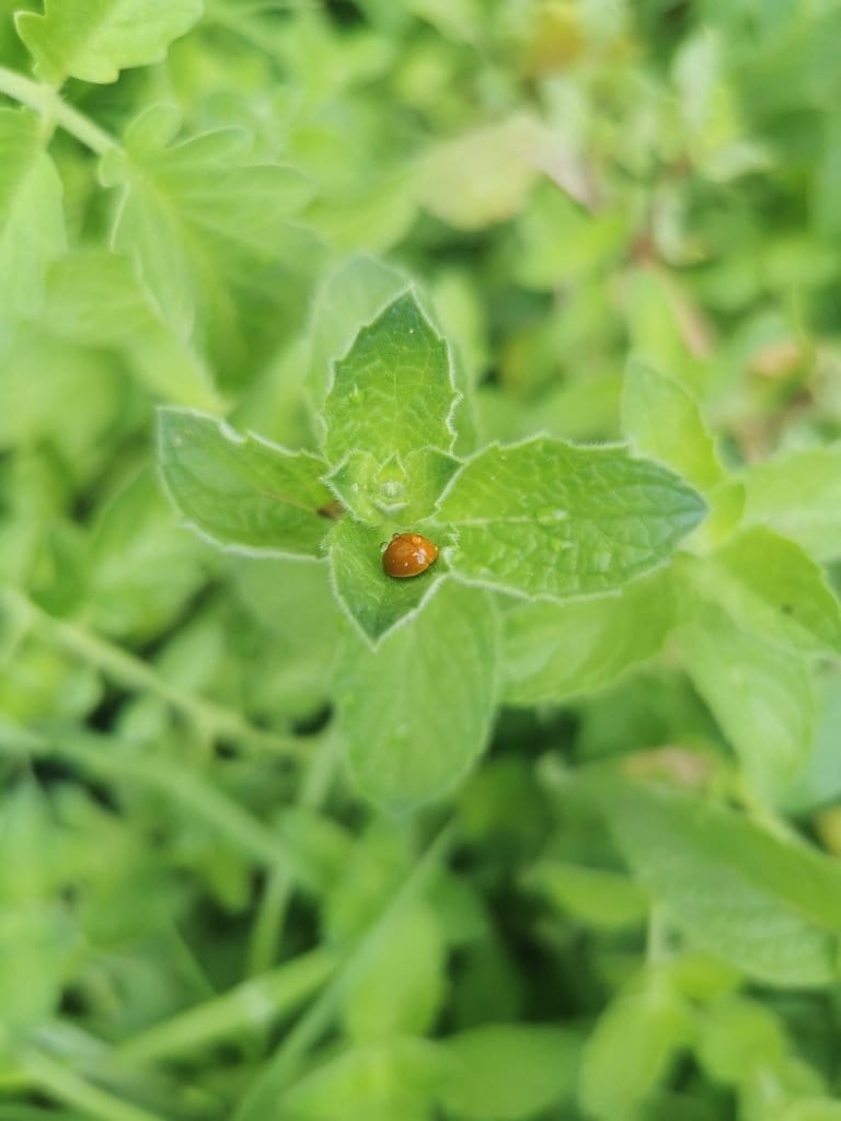 mint leaves with lady bug