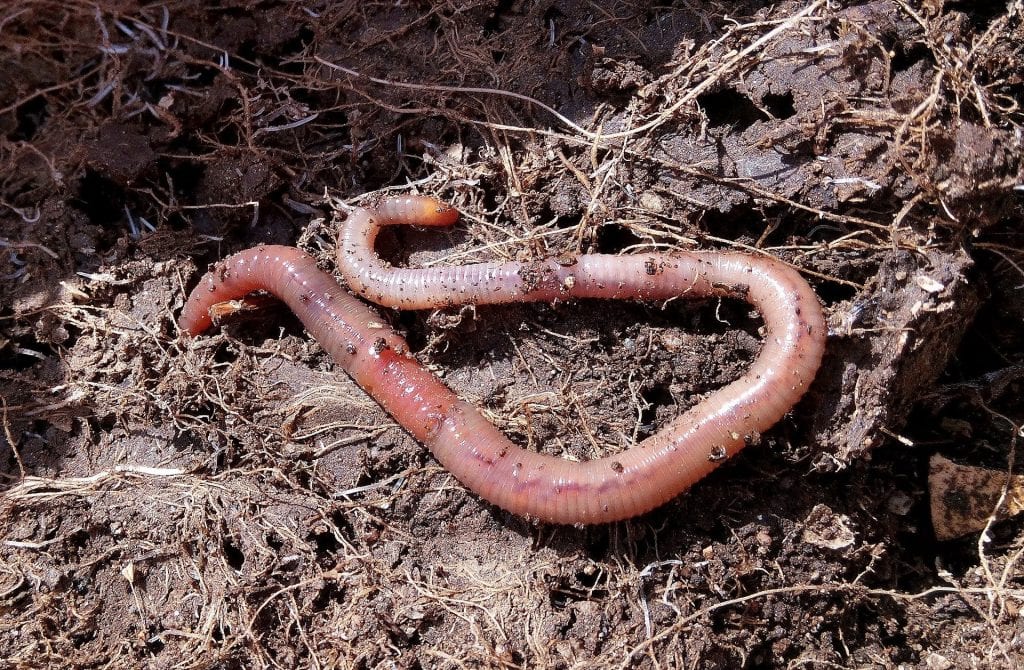 How to Make Compost at Home: A red worm on soil