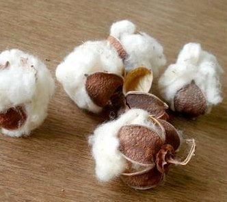 cotton bolls, used by Stitch by Stitch in Kutch weaving and Kala cotton fabric