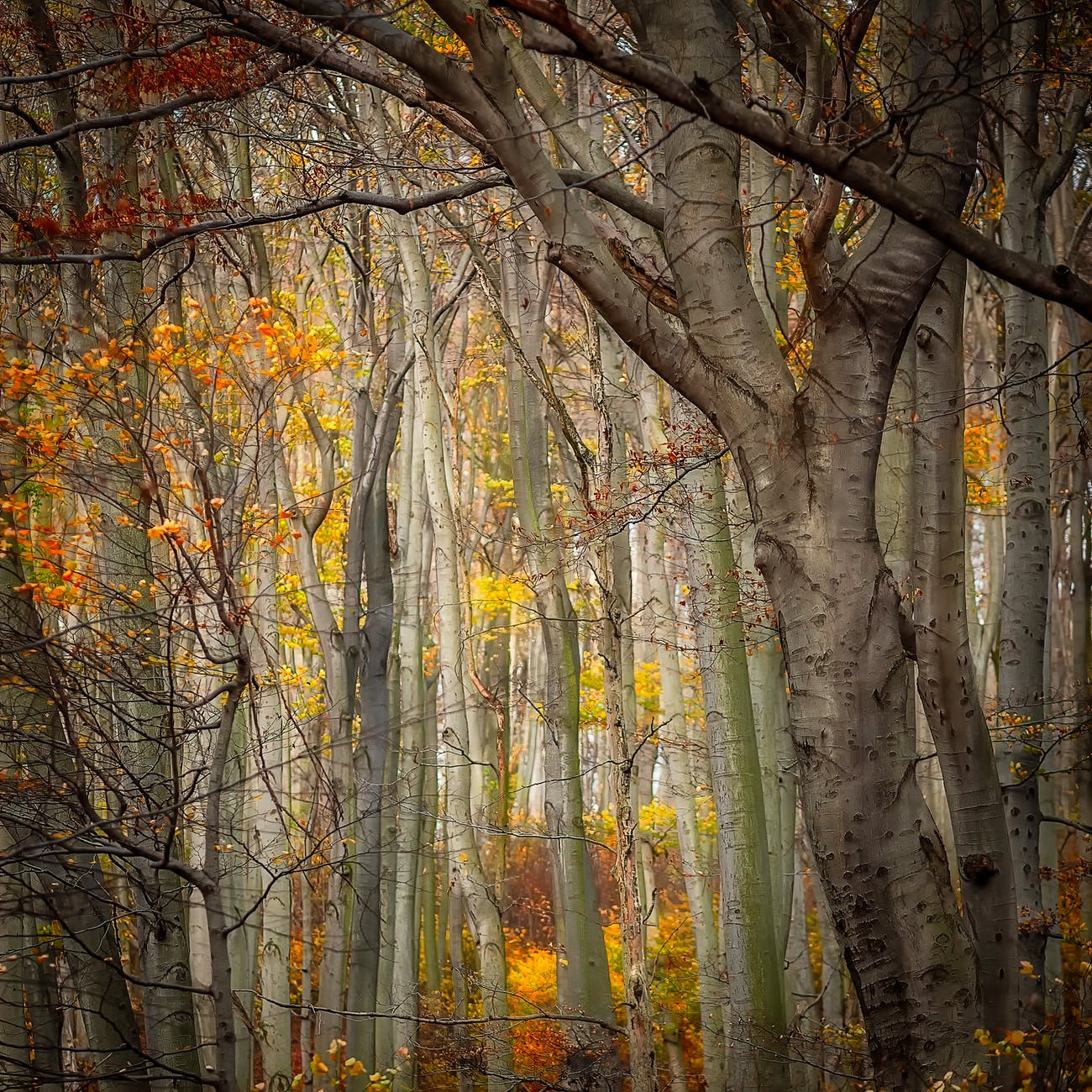 beech trees in autumn forest