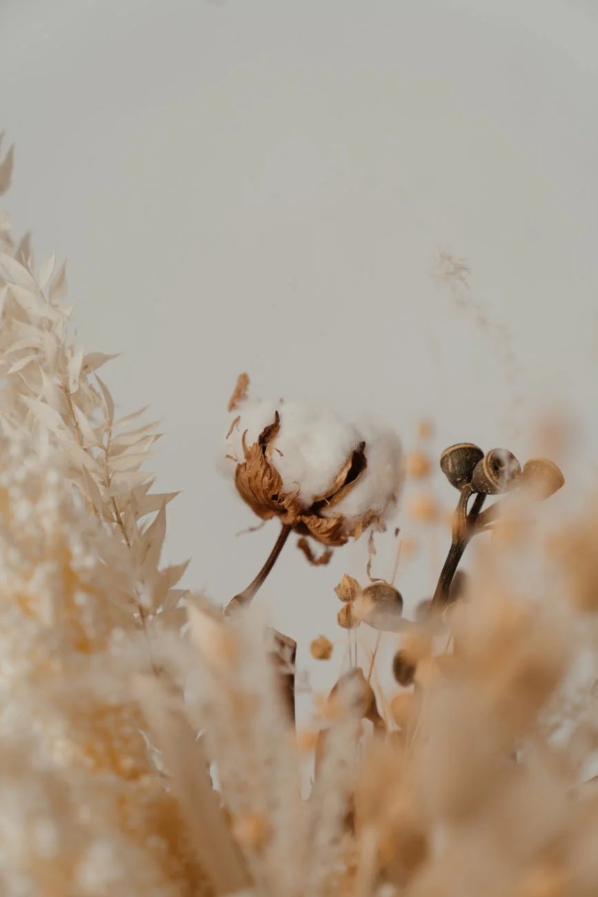 white flowers in tilt shift lens