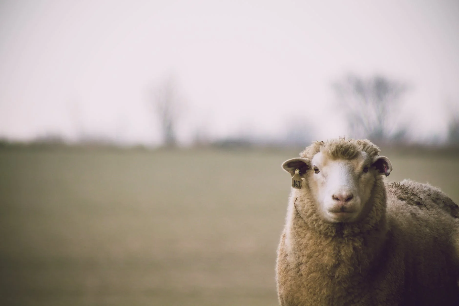 shallow focus photography of sheep, sustainable fabric