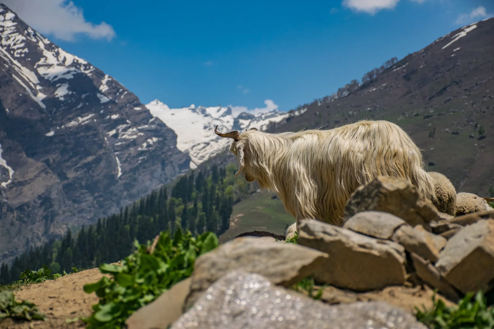 white animal on cliff at daytime, sustainable fabric
