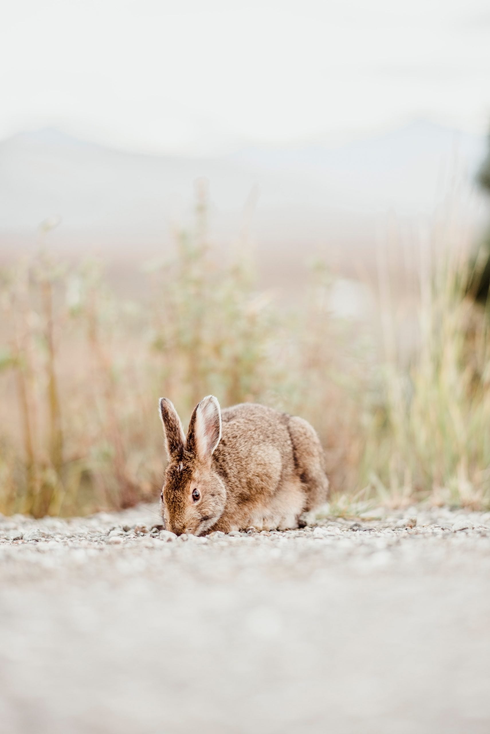 Cute Rabbit