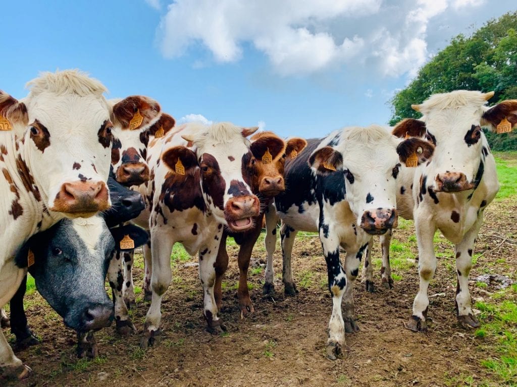 Group of cows under blue sky
