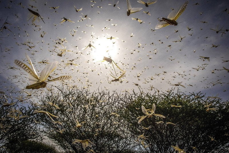 locusts in sky