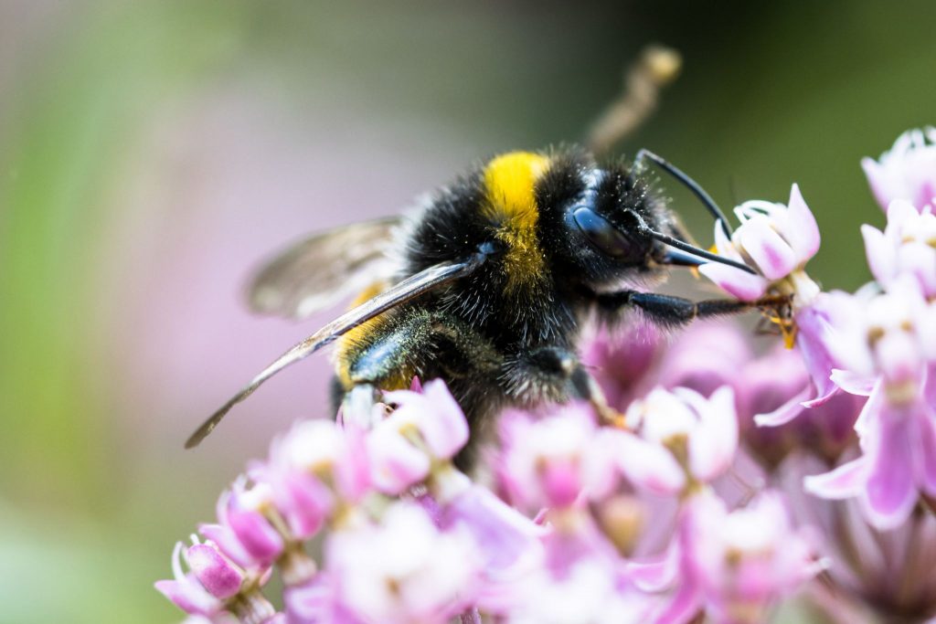 bee on flower, flowers can help with Attracting Wildlife Into Your Garden