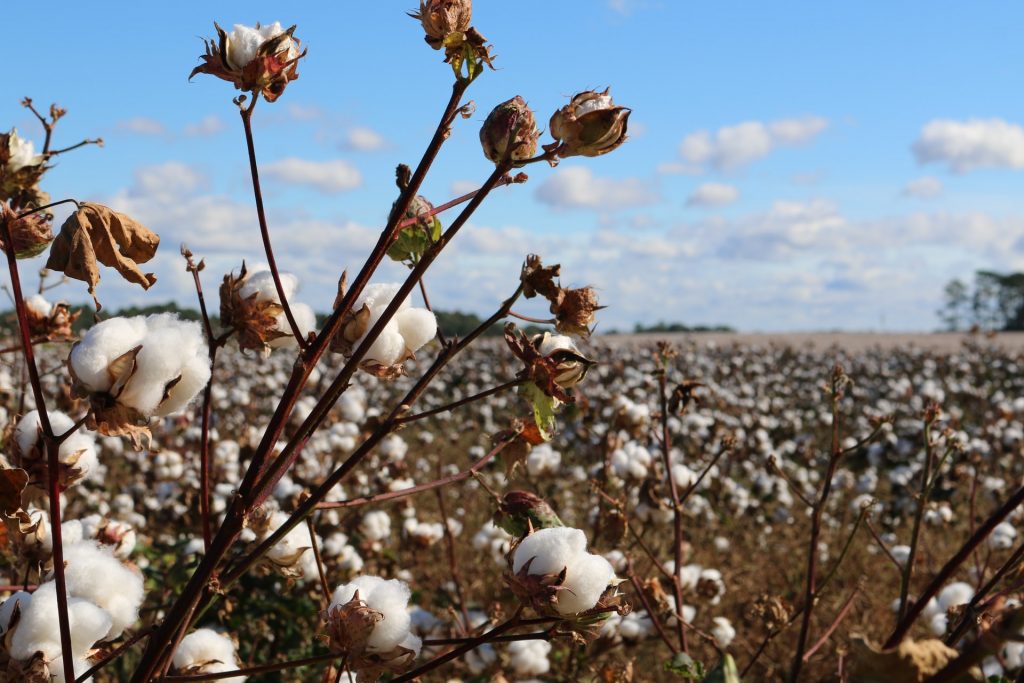 cotton field under blue sky