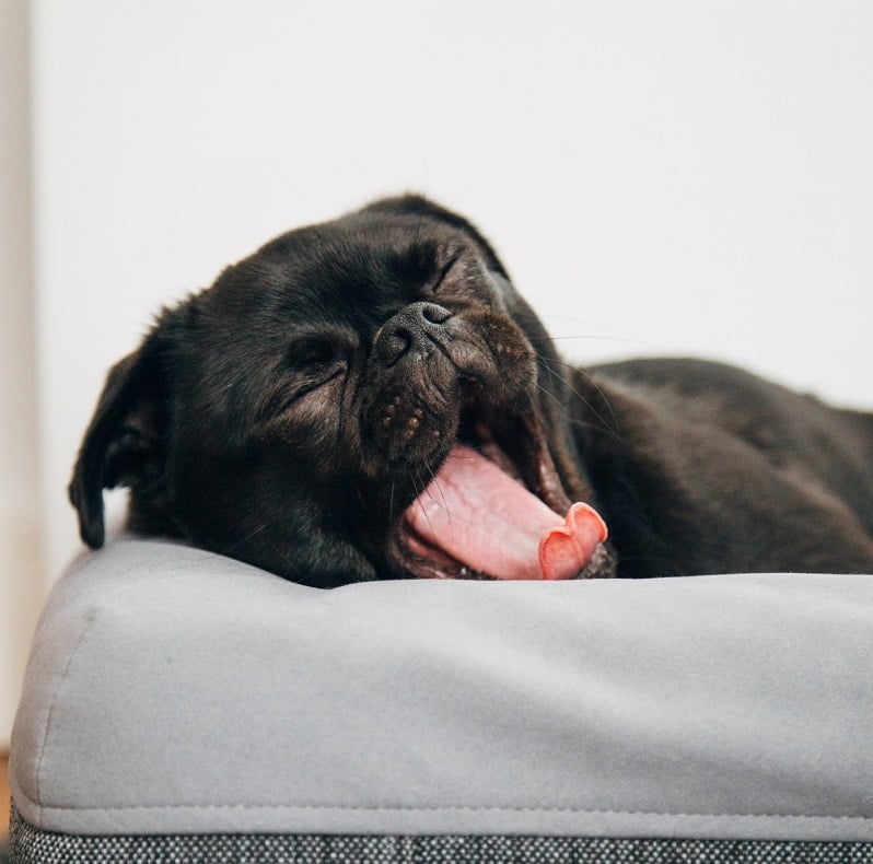dog yawning on casper memory foam
