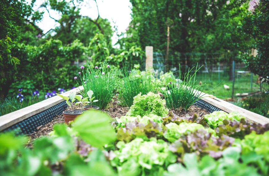 The Efficiency of Home Gardens Compared to Industrial Farms