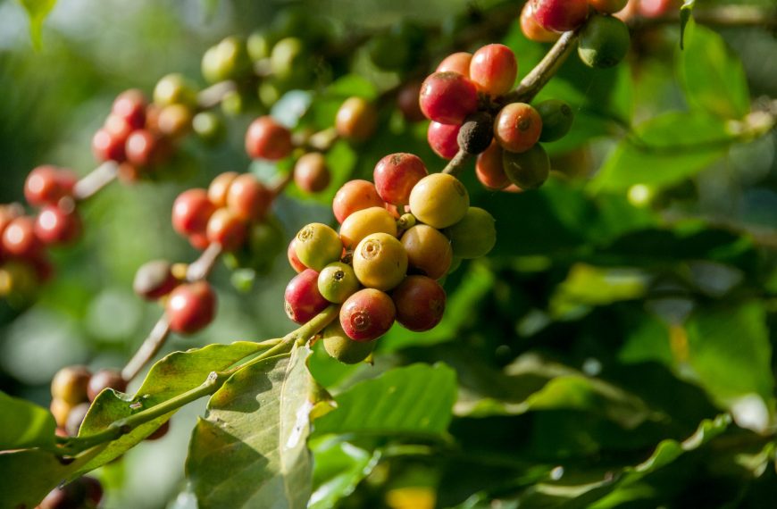 An Argument for Hydroponic Coffee