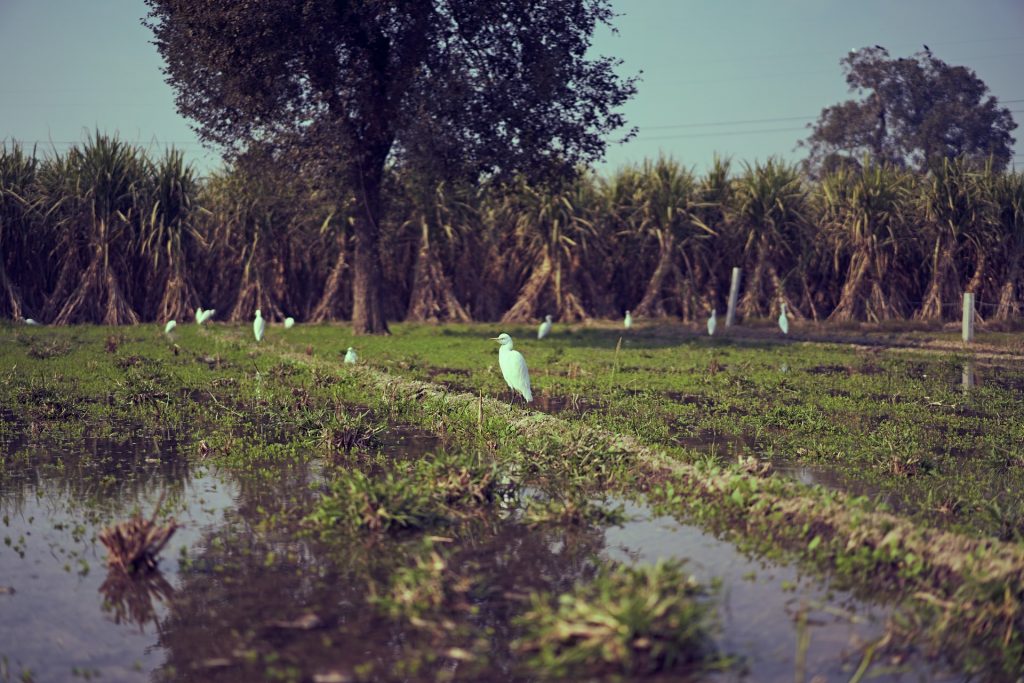 Birds on watered sugarcane field