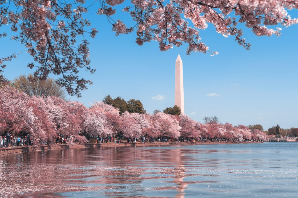 Cherry blossoms by lake in Washington