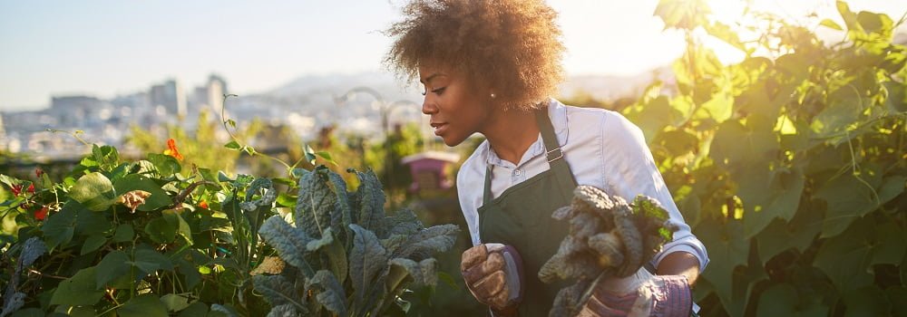 Ways To Encourage Sustainability In Your Neighborhood: farmer harvesting kale