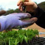 Sustainable Agriculture: gloved hands managing seedling plants