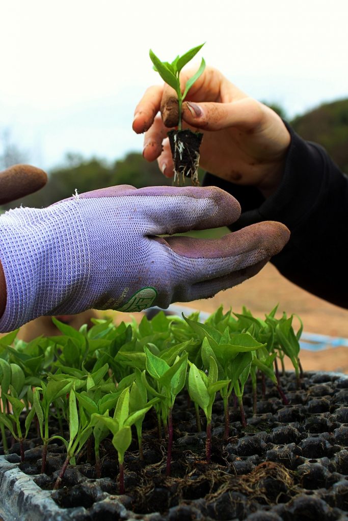 Sustainable Agriculture: gloved hands managing seedling plants
