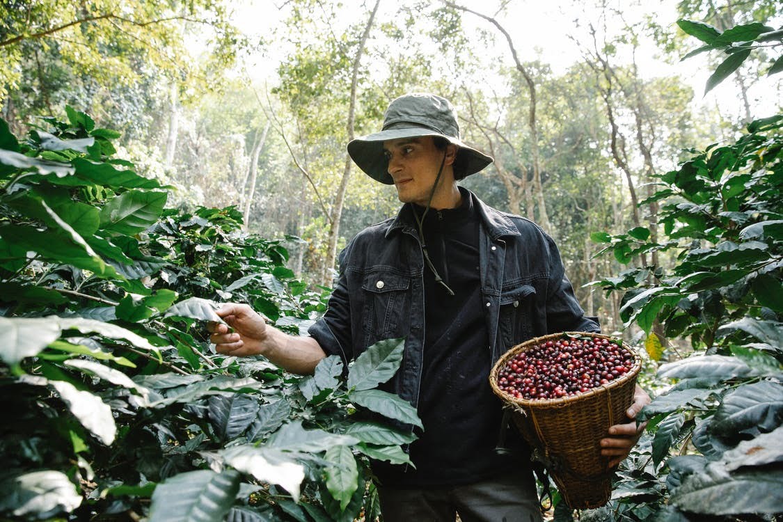 How Data Science Helps Regenerative Agriculture: Man waling through coffee plantation in lush forest
