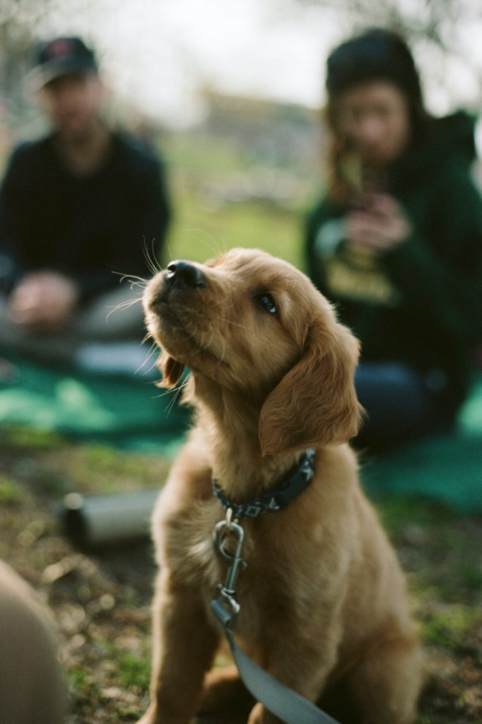 Sustainable Dog Food: Puppy at picnic