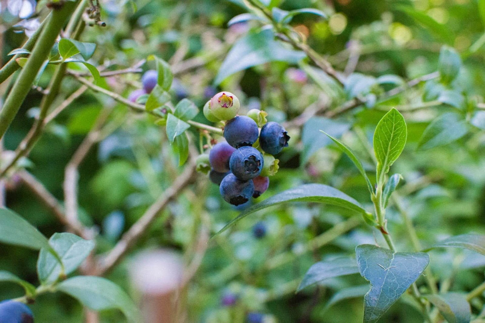 Permaculture Food Forest: Ripening blueberries
