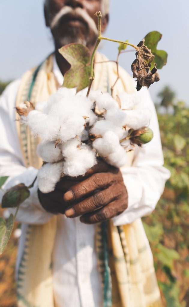 Close-up of oOganic cotton farmer holding cotton
