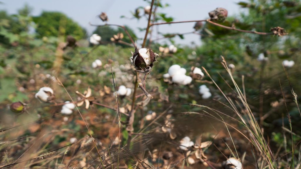 organic cotton plant up close