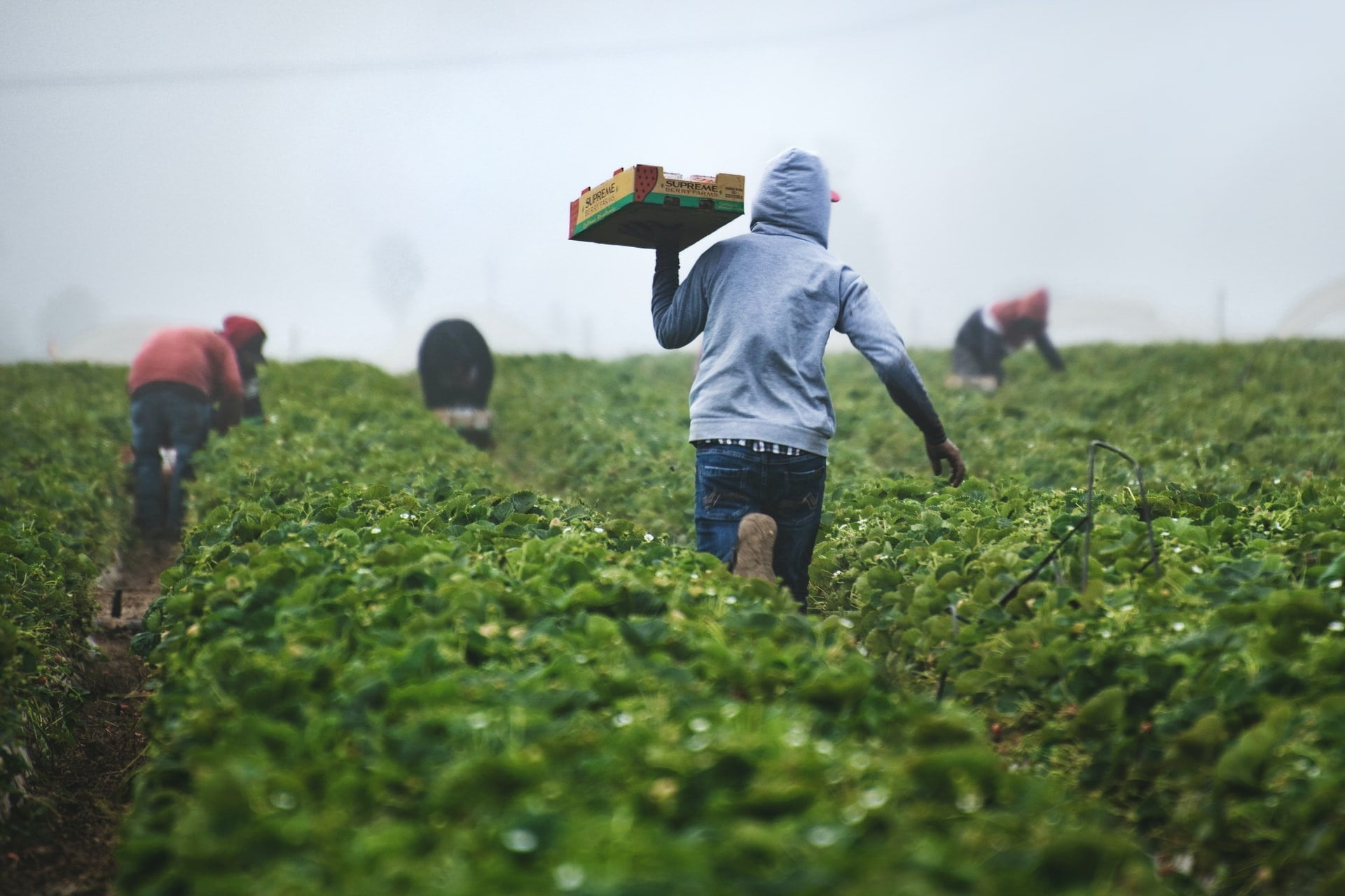 Human Rights and Agriculture: Farm workers in a field