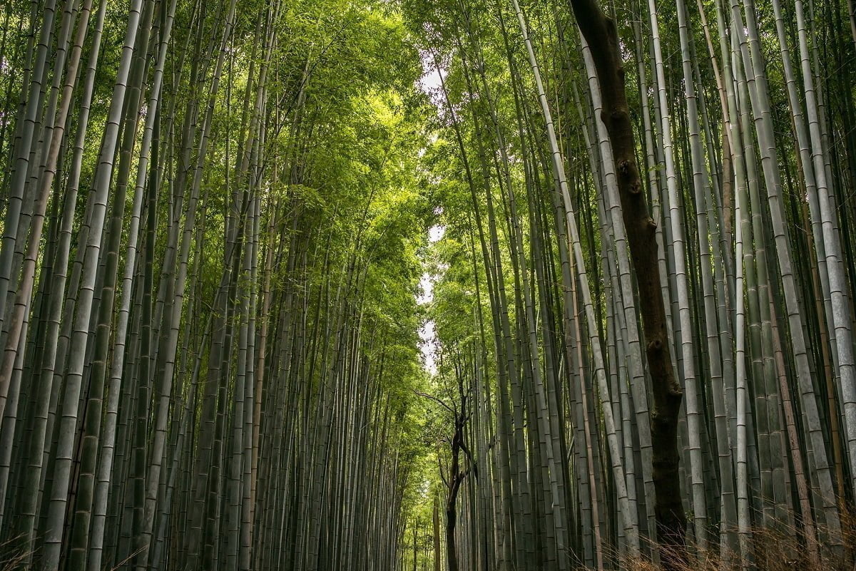 Sustainable Building Materials: Bamboo Forest