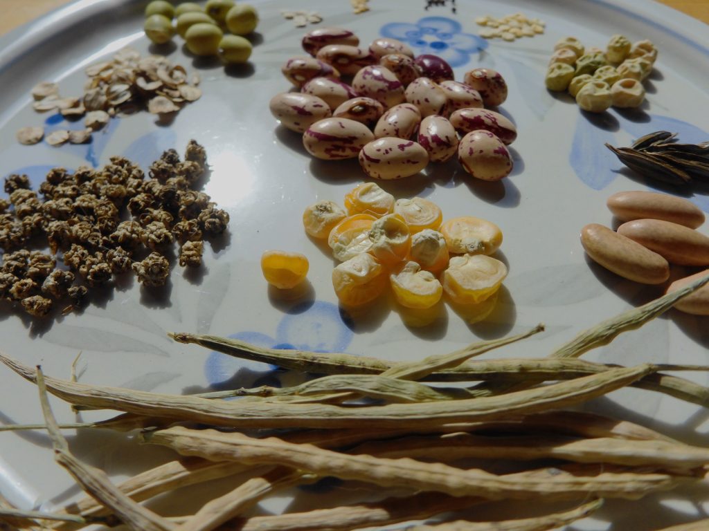 Why and How to Save Seeds: a plate full of seeds saved from the garden