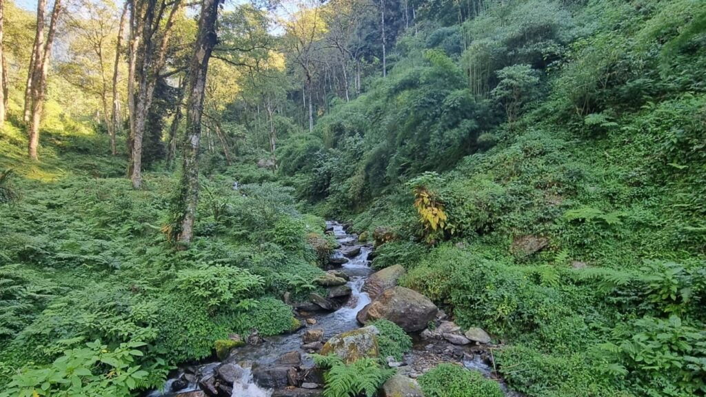 Khangchendzonga National Park, Sikkim. stream through a lush forest