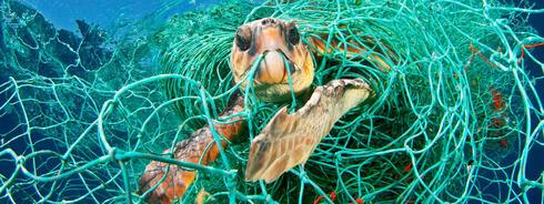 turtle caught in fishing net