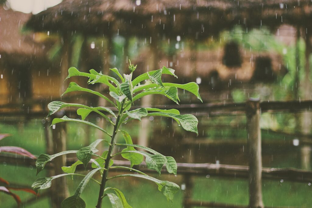 Rainwater Irrigation System: water sprinkling onto green foliage