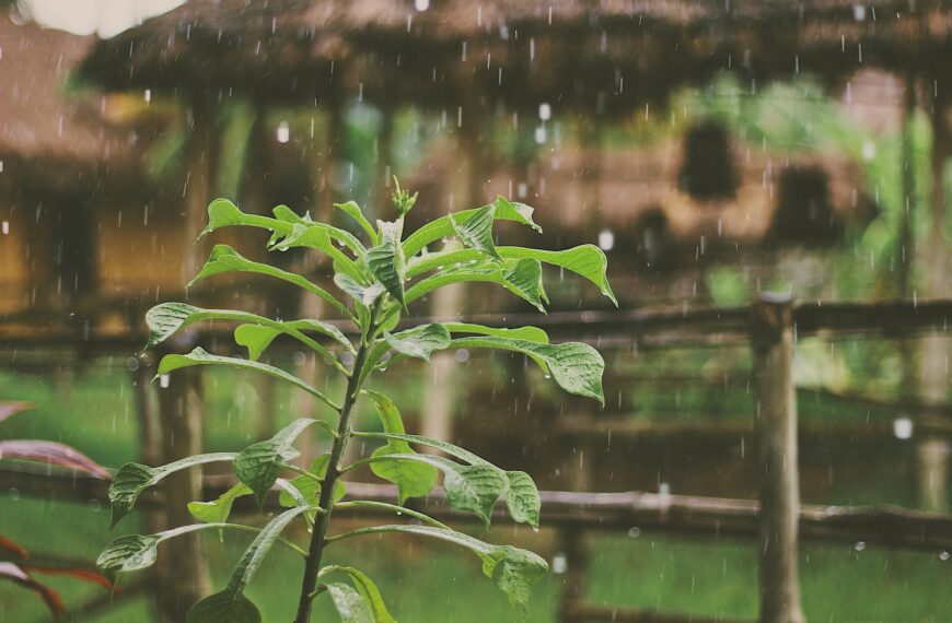 A Rainwater Irrigation System for Your Eco-Friendly Garden