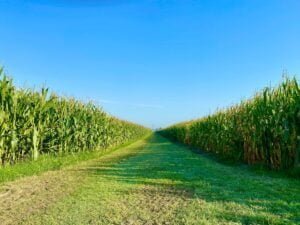 Path through a corn field under a blue sky: Pros and Cons of Biofuels