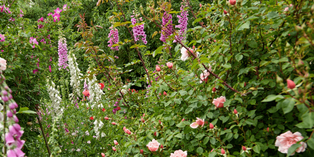 Drought Proofing Your Landscape Adaptive Strategies for a Changing Climate 2