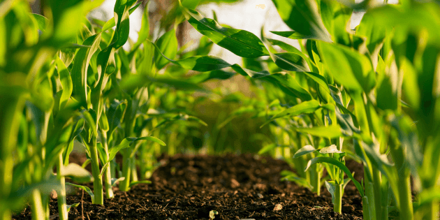 Understanding Your Local Climate and Soil