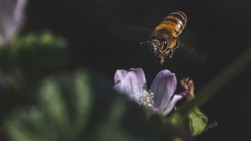 Bee